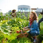 Frau erntet Gemüse in Dachgarten | Hochbeet